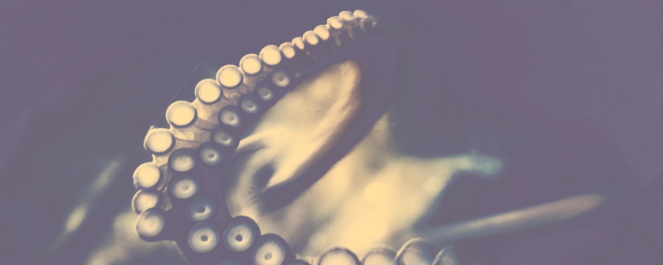 Щупальце обои