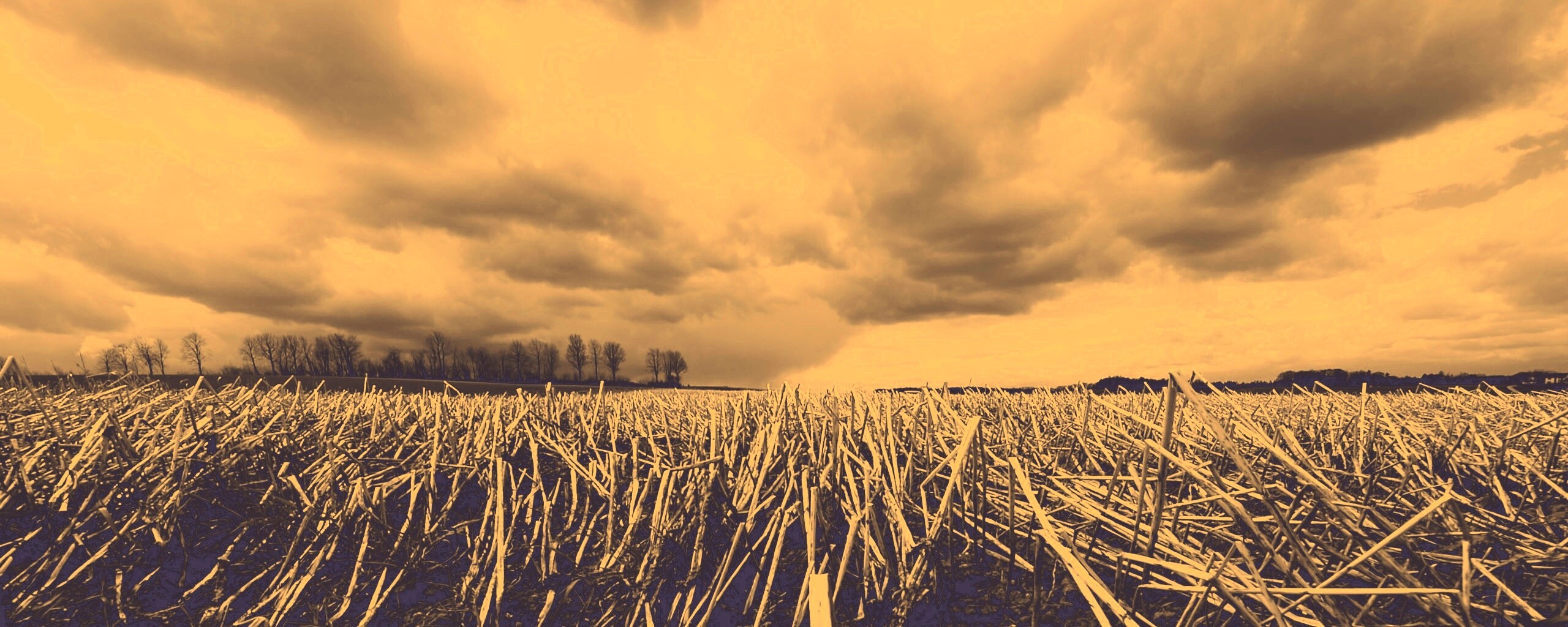 Убранное поле обои