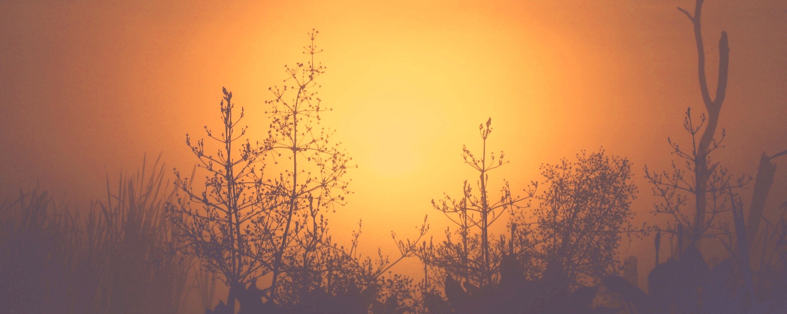 Доисторическое утро обои