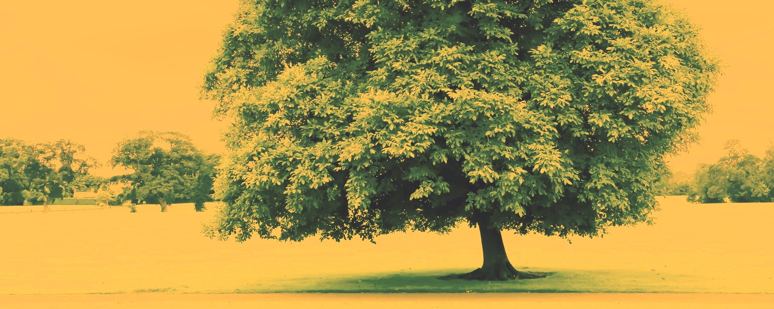 Зеленое ирландское дерево обои