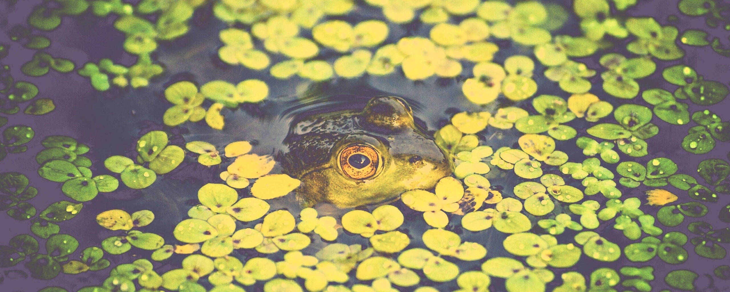 Маленькая лягушка обои