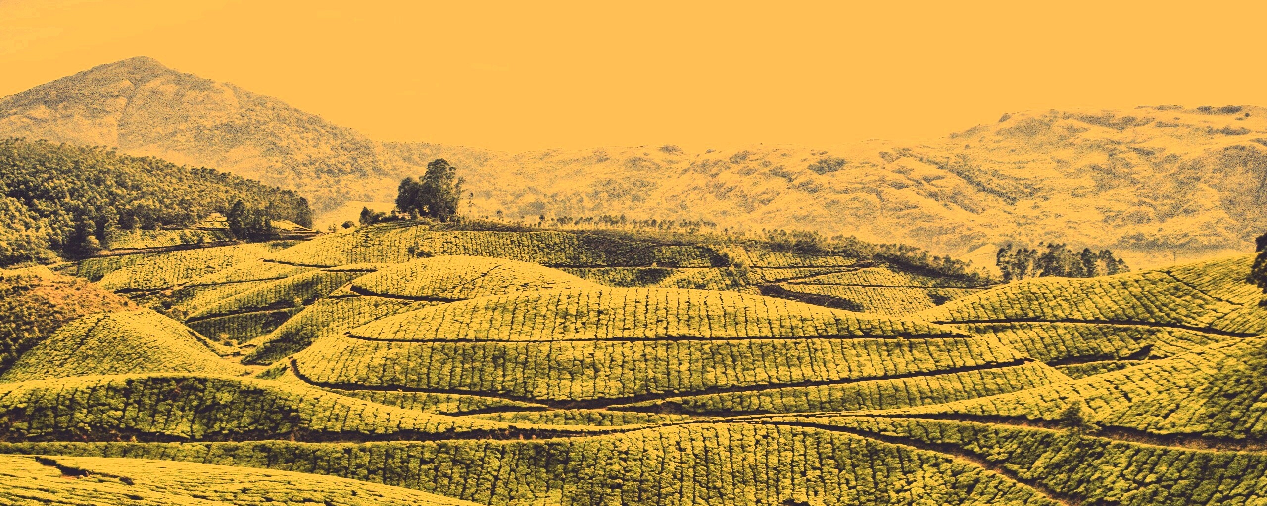 Плантации в Индии обои