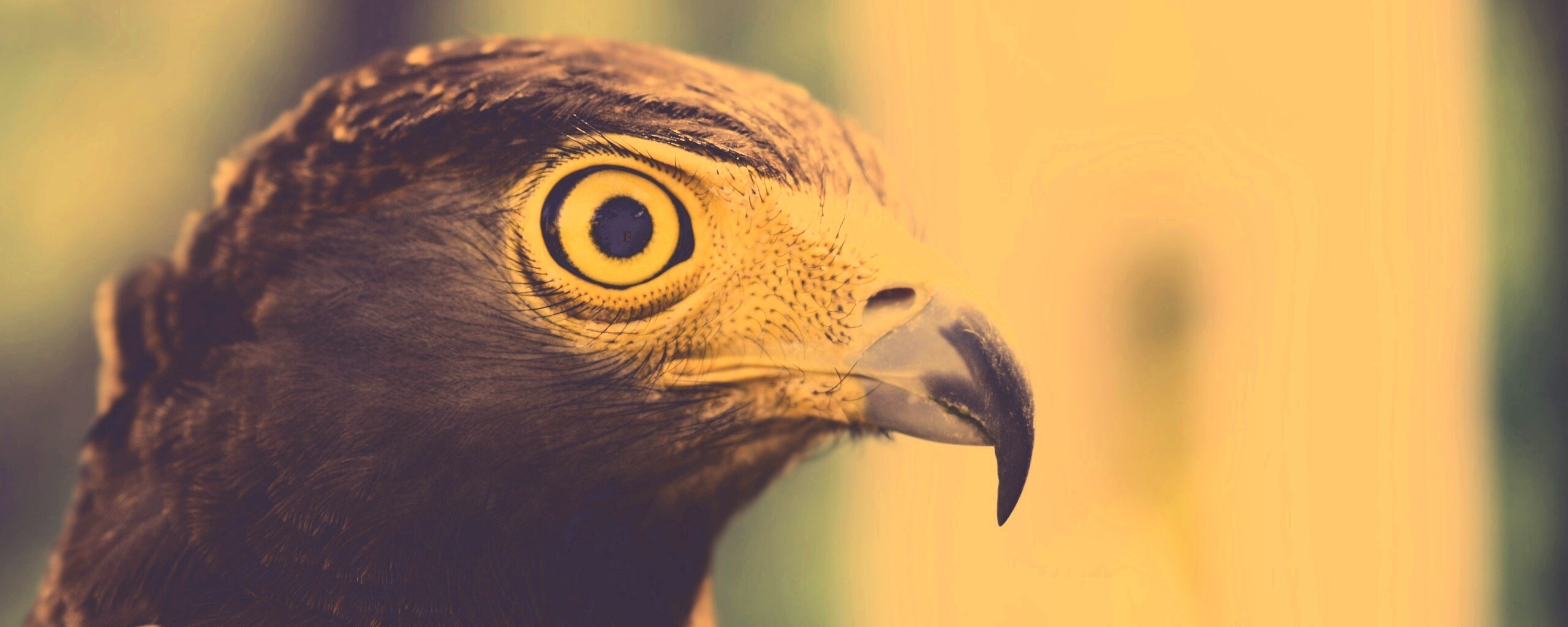 Взгляд орла обои