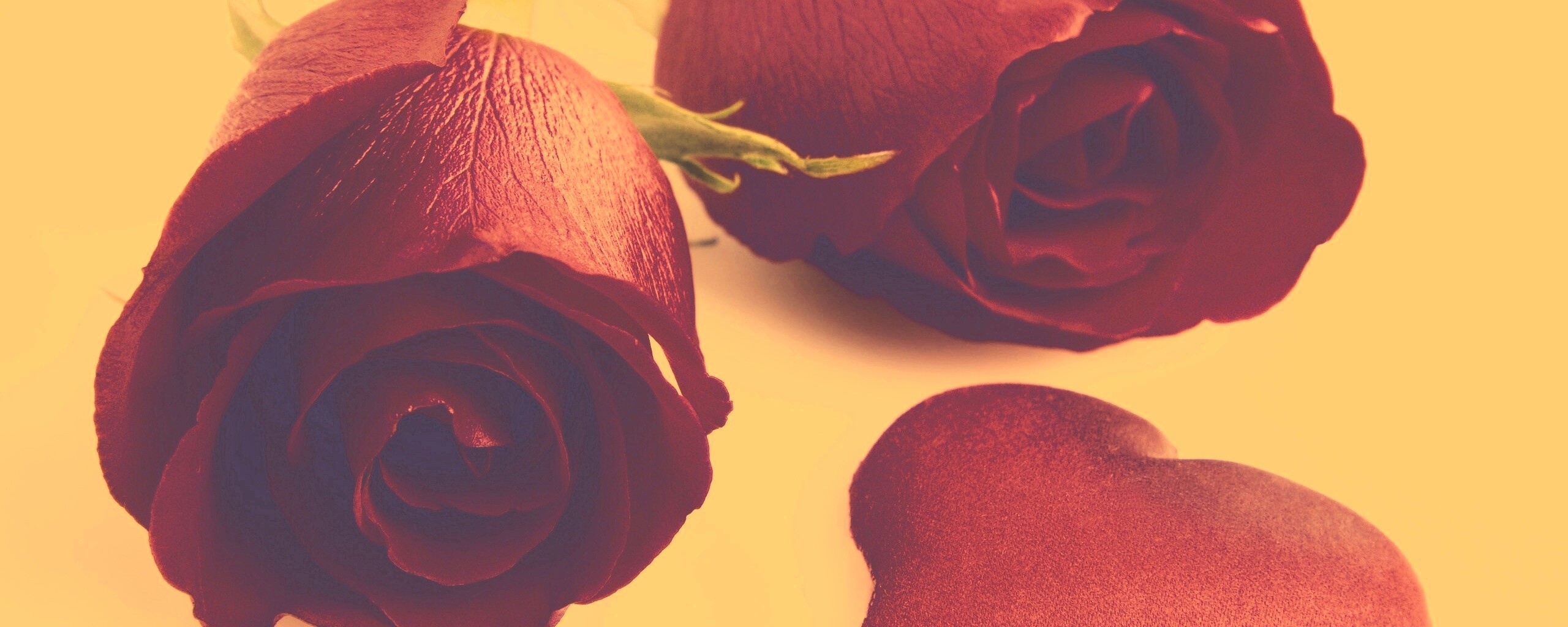 Две красные розы обои