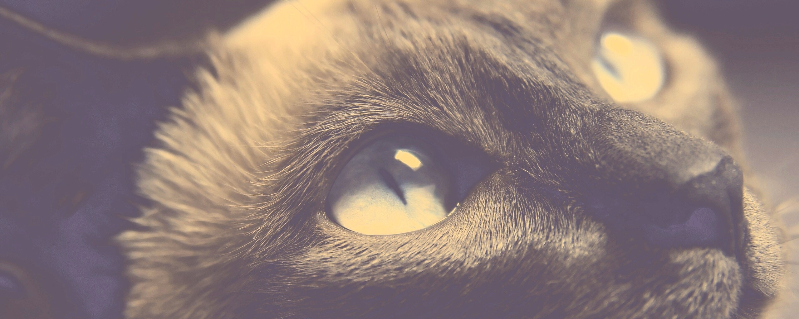 Кот с голубыми глазами обои