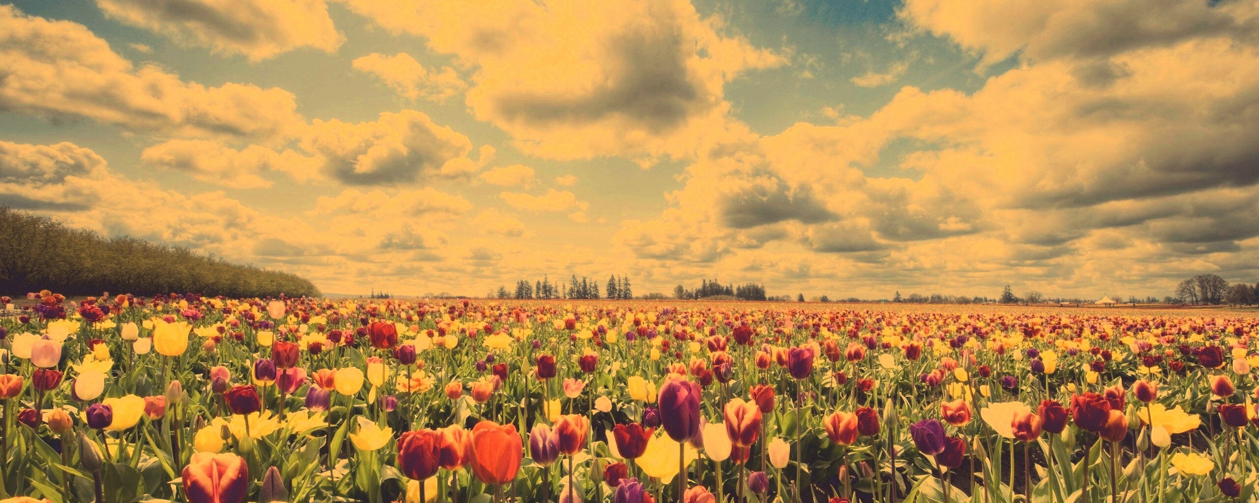 Поле тюльпанов обои