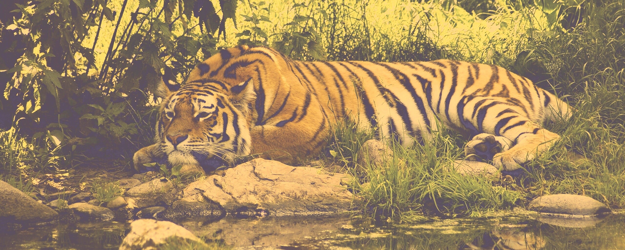 Тигр отдыхает обои