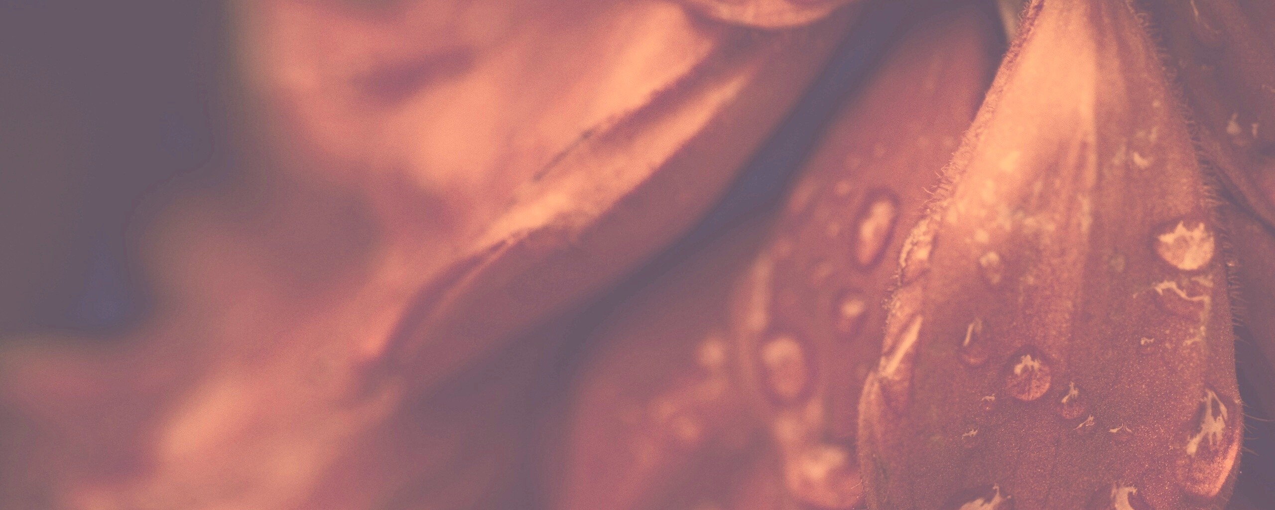 Лепестки обои