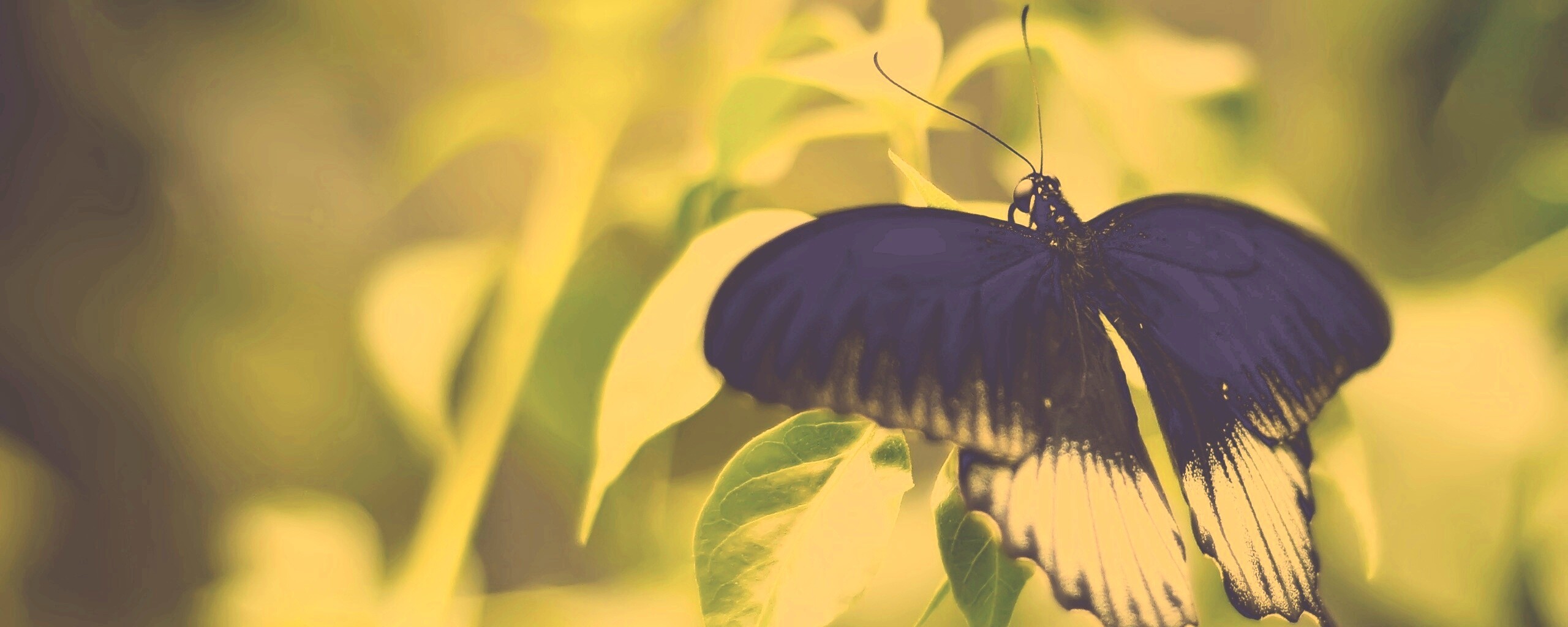 Бабочка с чёрно-белыми крыльями обои