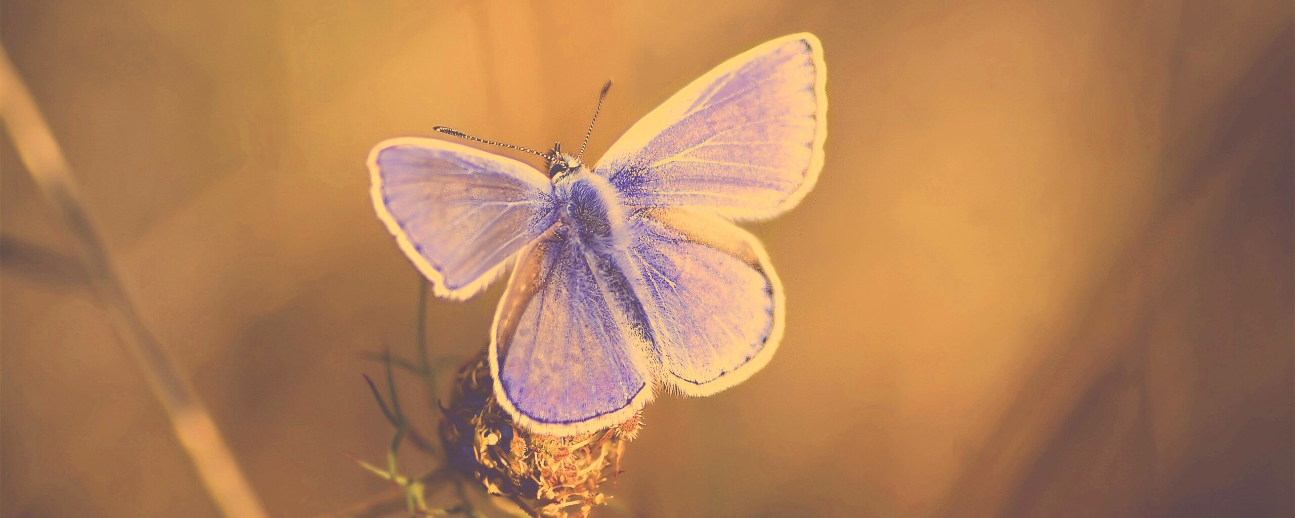 Бабочка с фиолетовыми крыльями обои