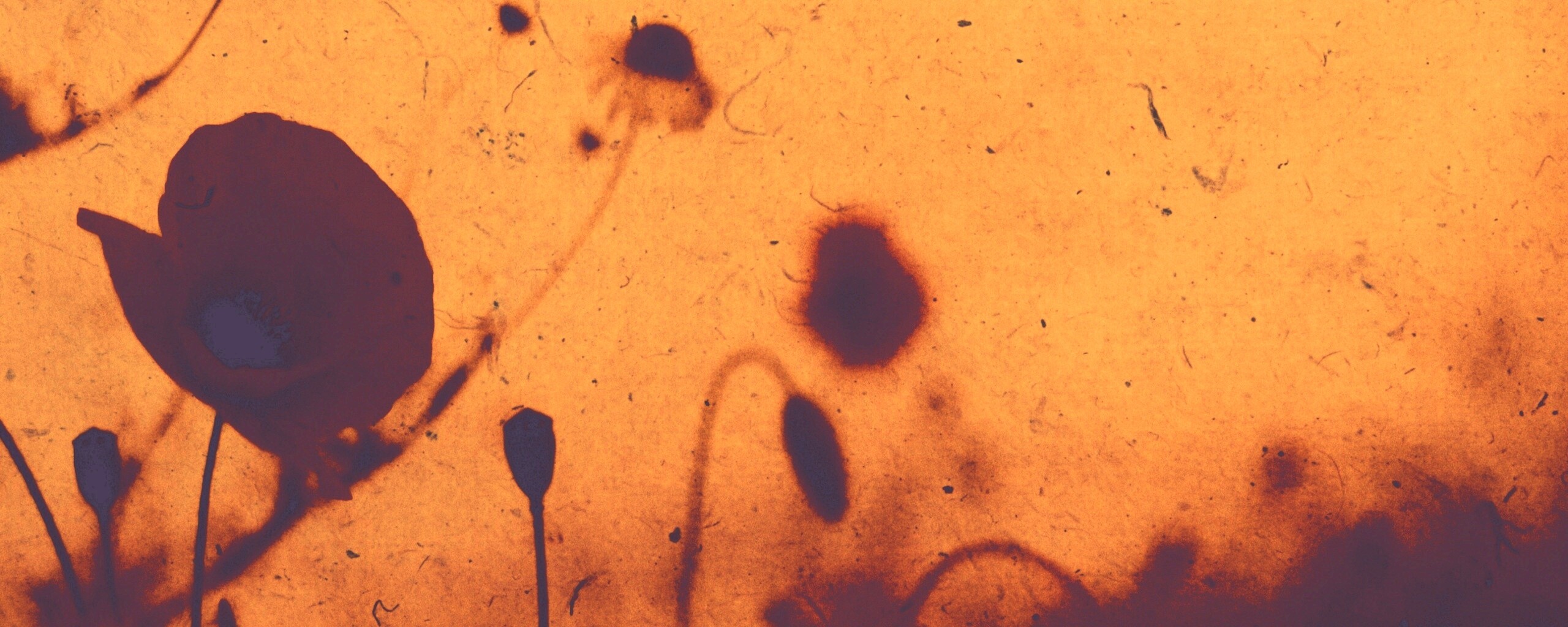 Кровавые цветы в стиле ретро обои