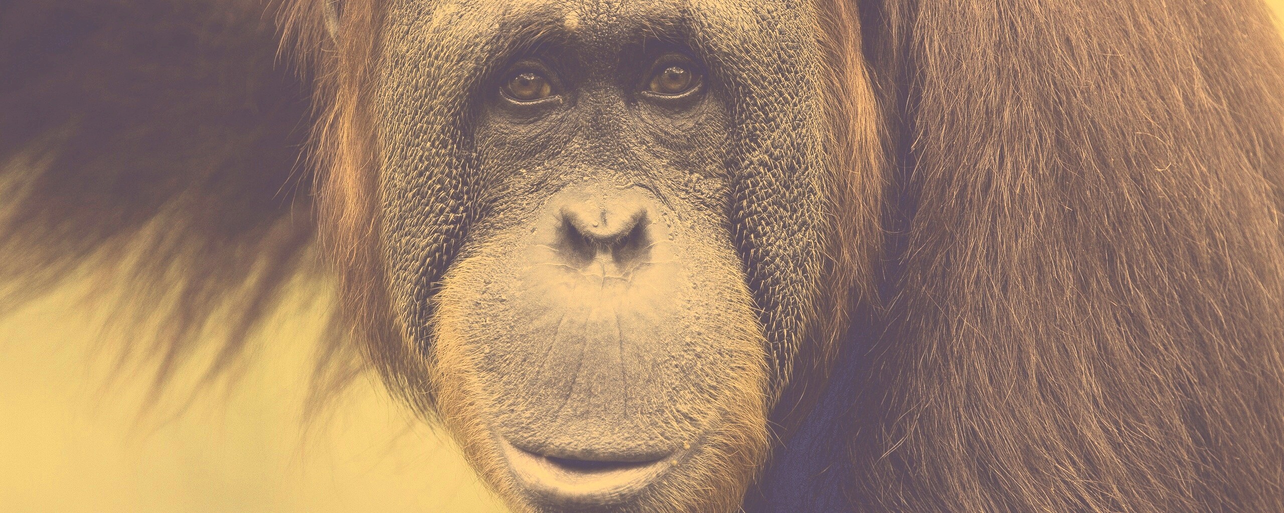 Орангутан обои