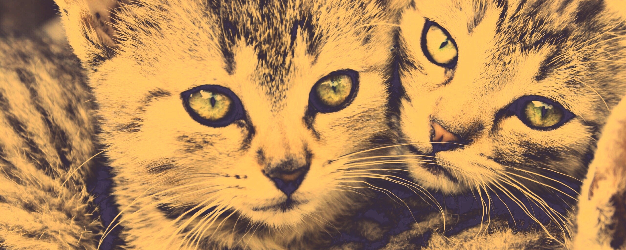 Котята в обнимку обои