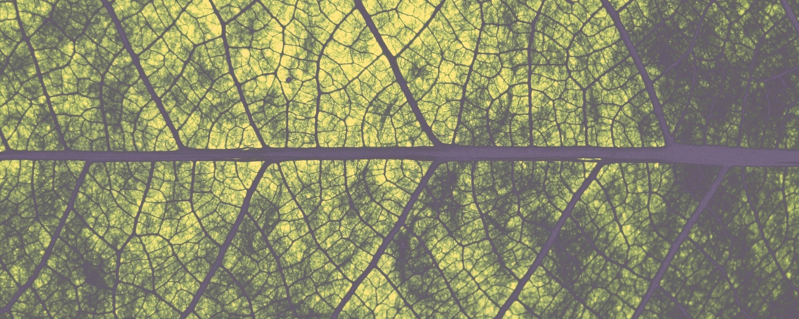 Свечение зеленого листа в макро обои