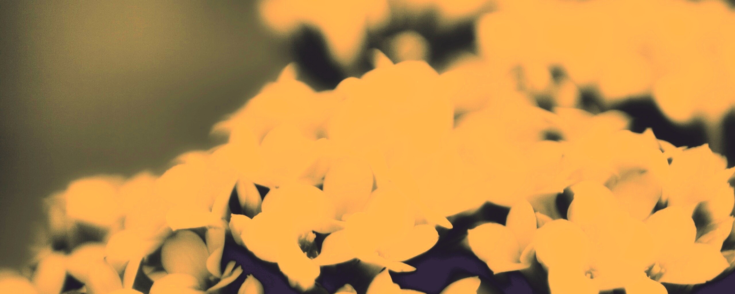 Белоснежные цветочки обои