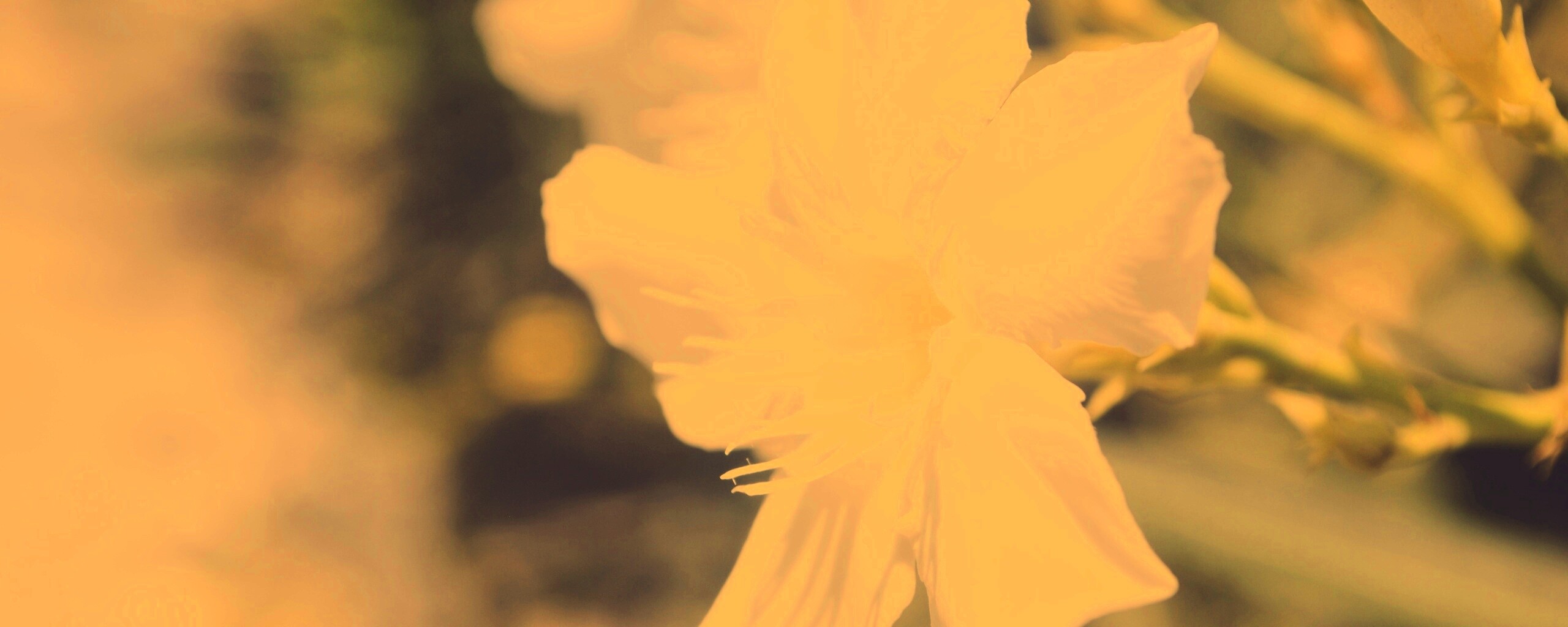 Эухарис, амазонская лилия обои