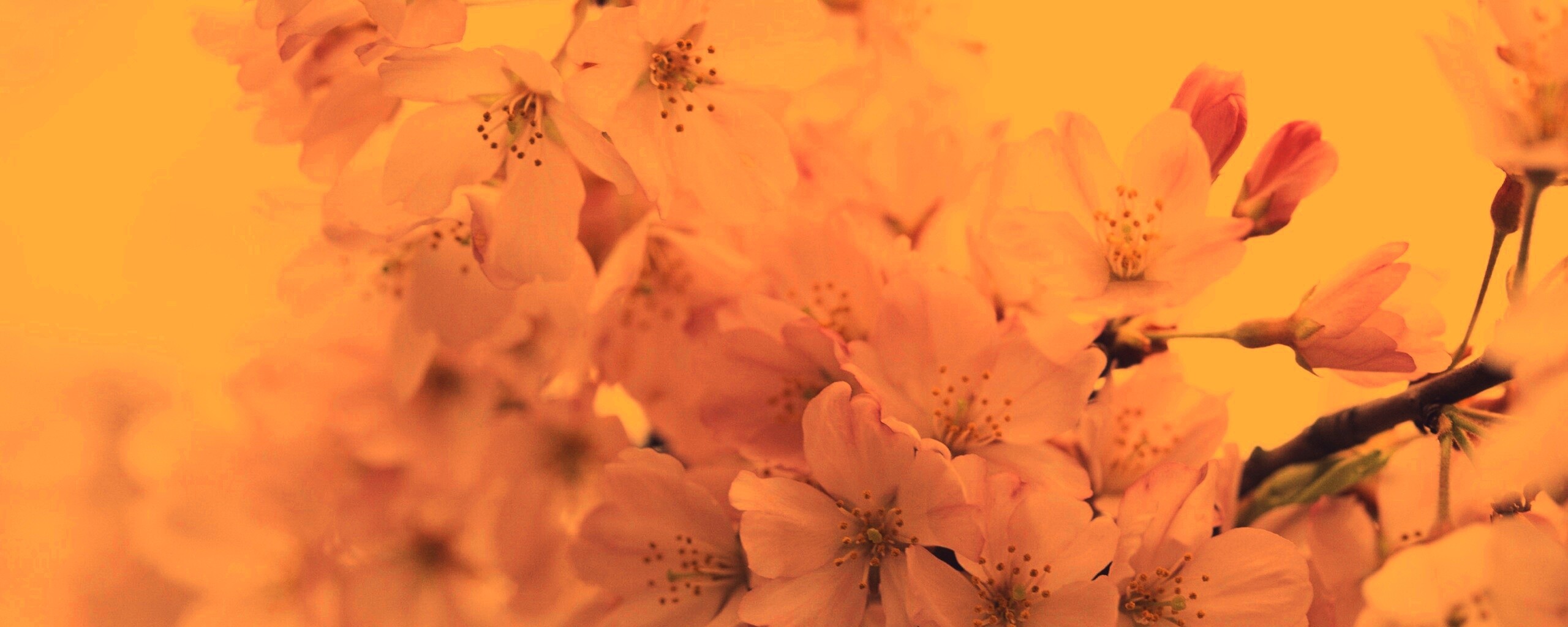 Цветение вишни обои