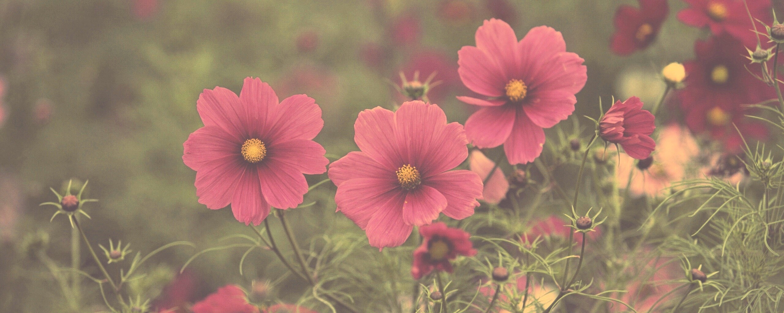 Яркие розовые цветы обои