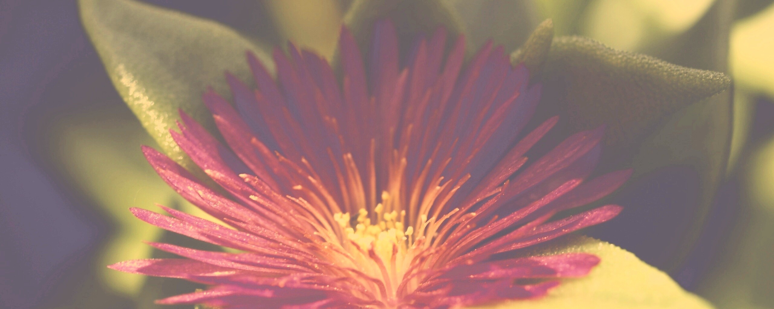 Чудесный цветок обои