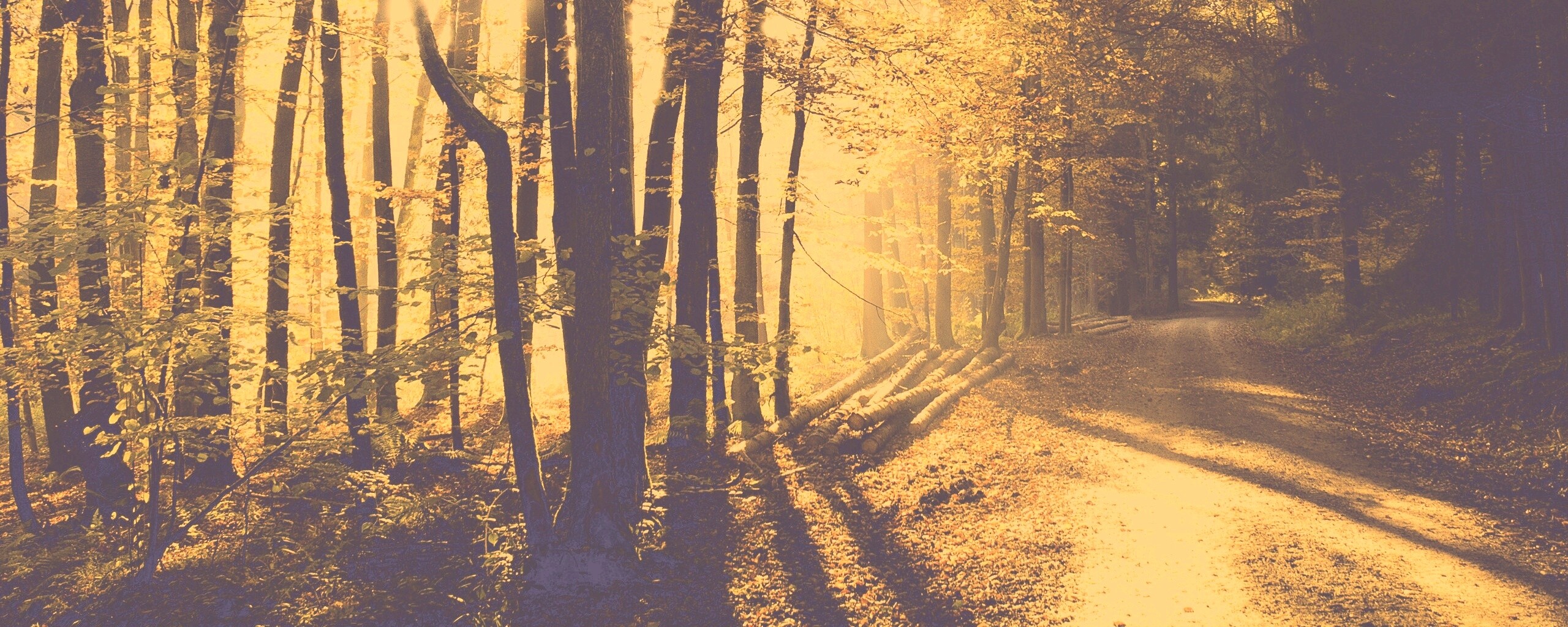 Дорога вдоль просеки в осеннем лесу обои