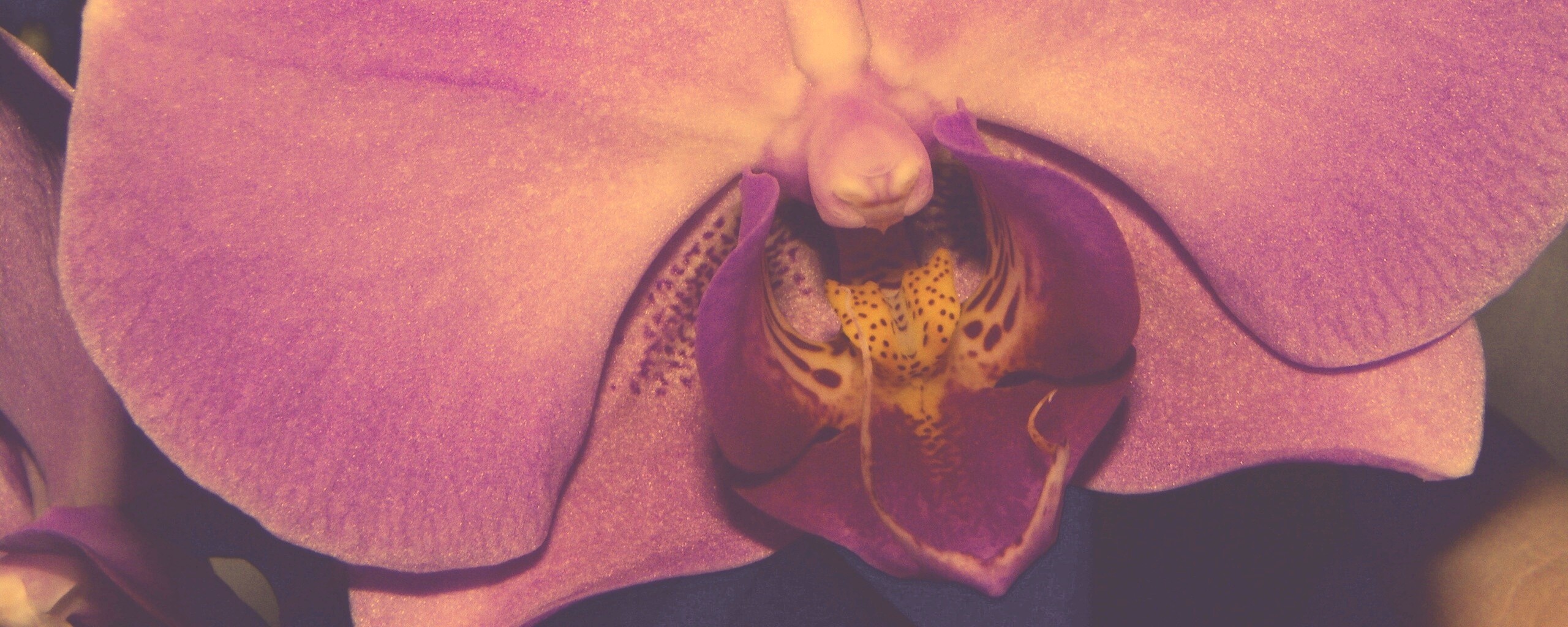 Фиолетовая орхидея обои