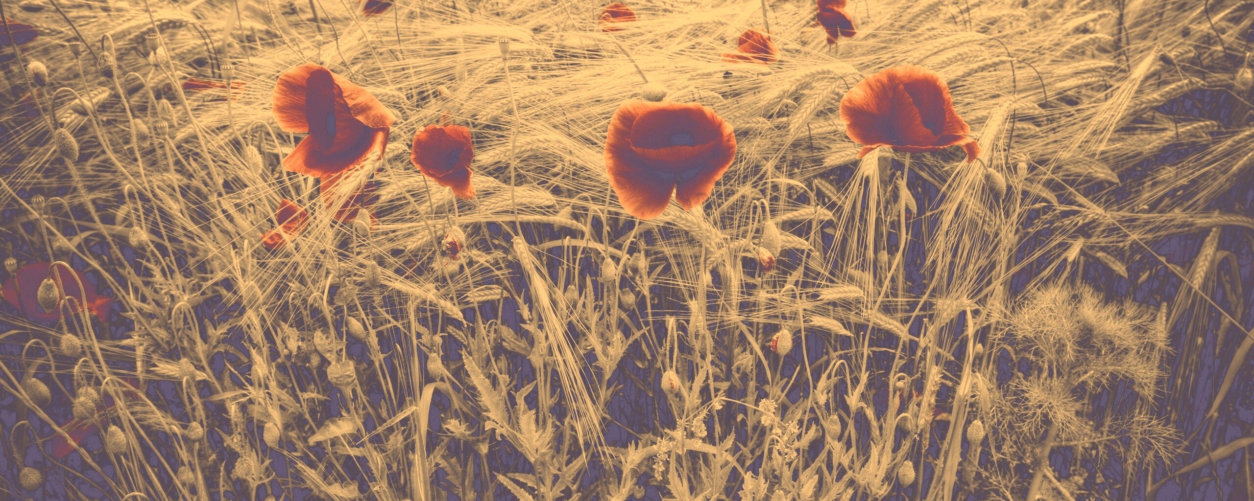 Красные маки обои