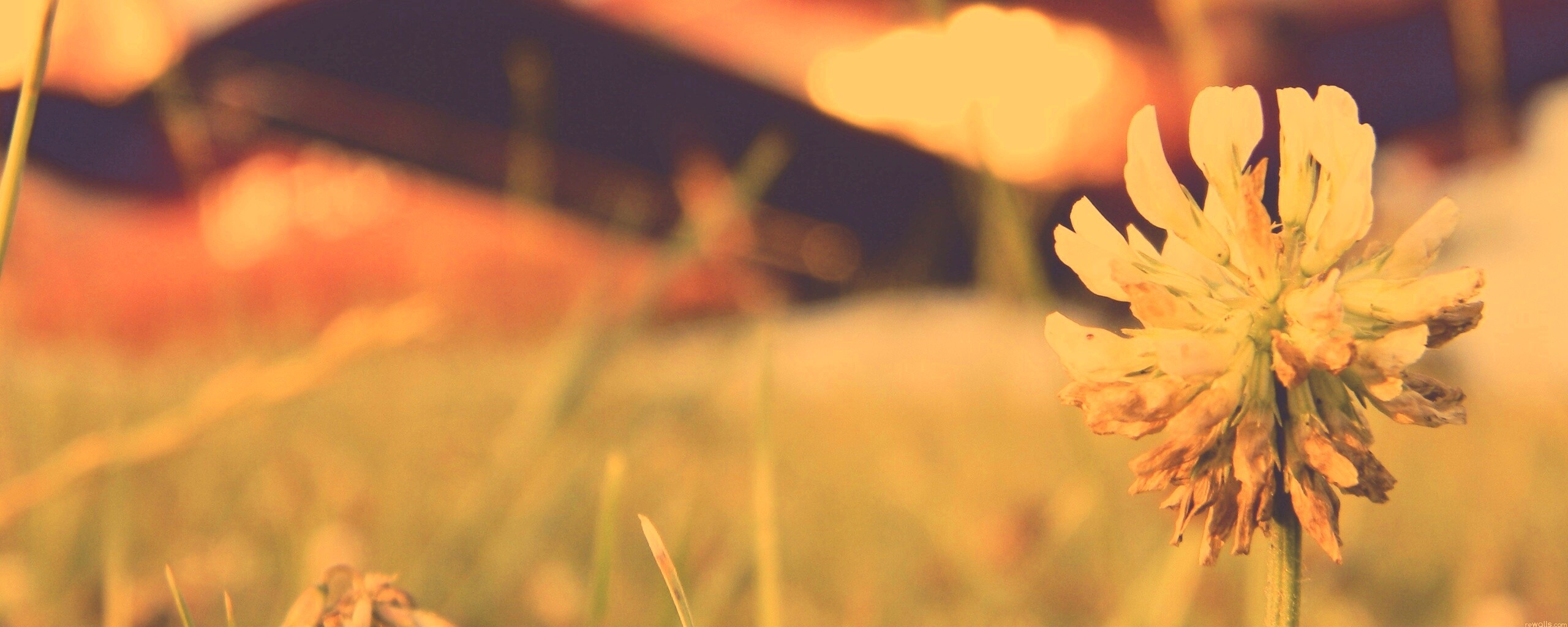 Цветок и красный самолет обои