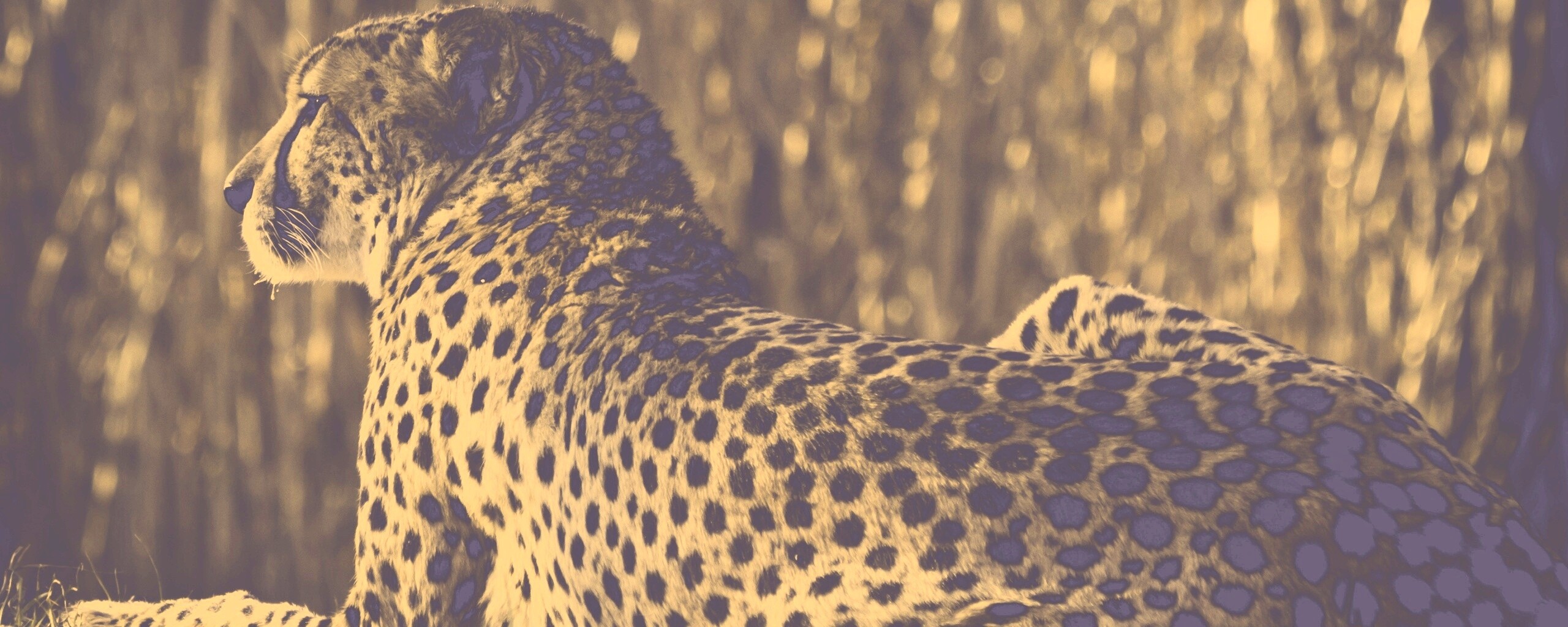 Гепард обои