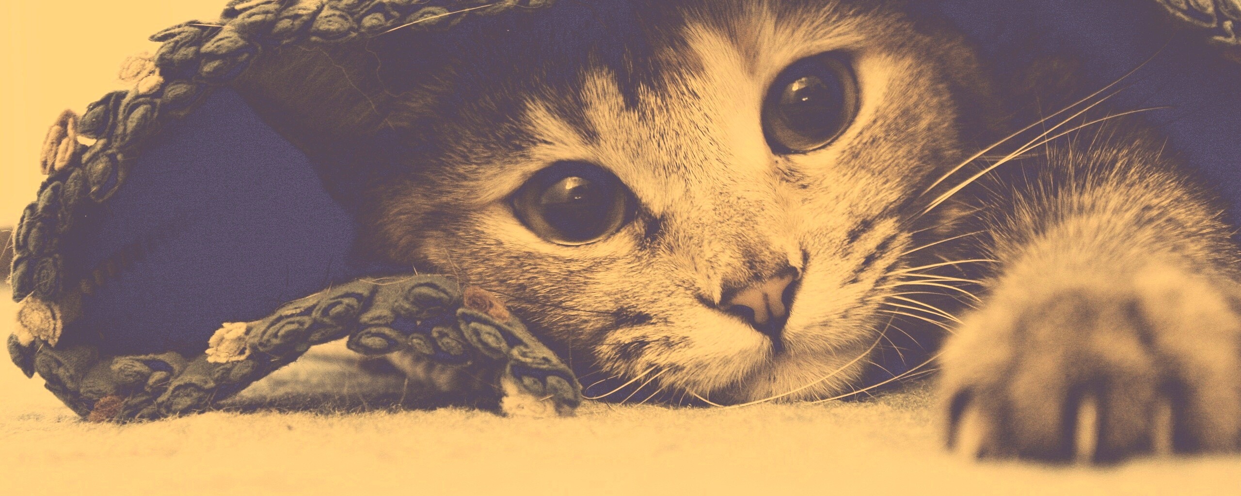 Кот под ковриком обои