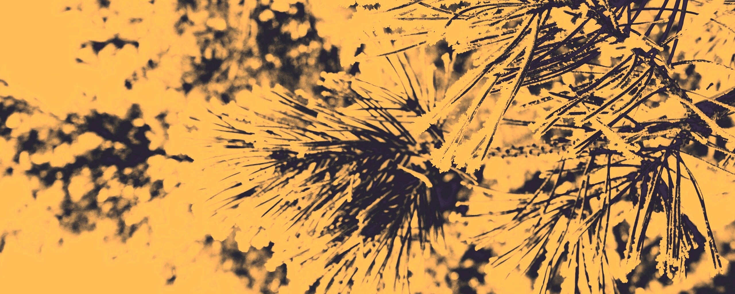 Хвойная ветка обои