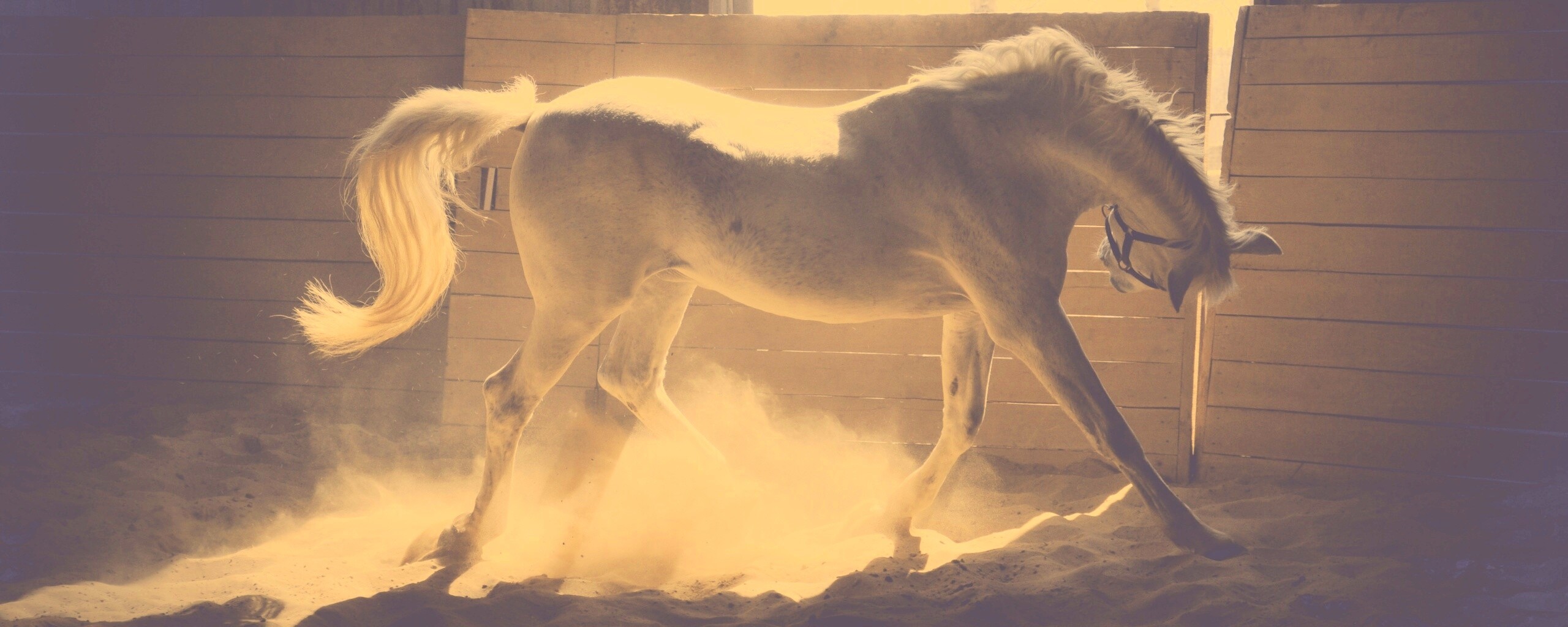 Белая лошадь в загоне обои