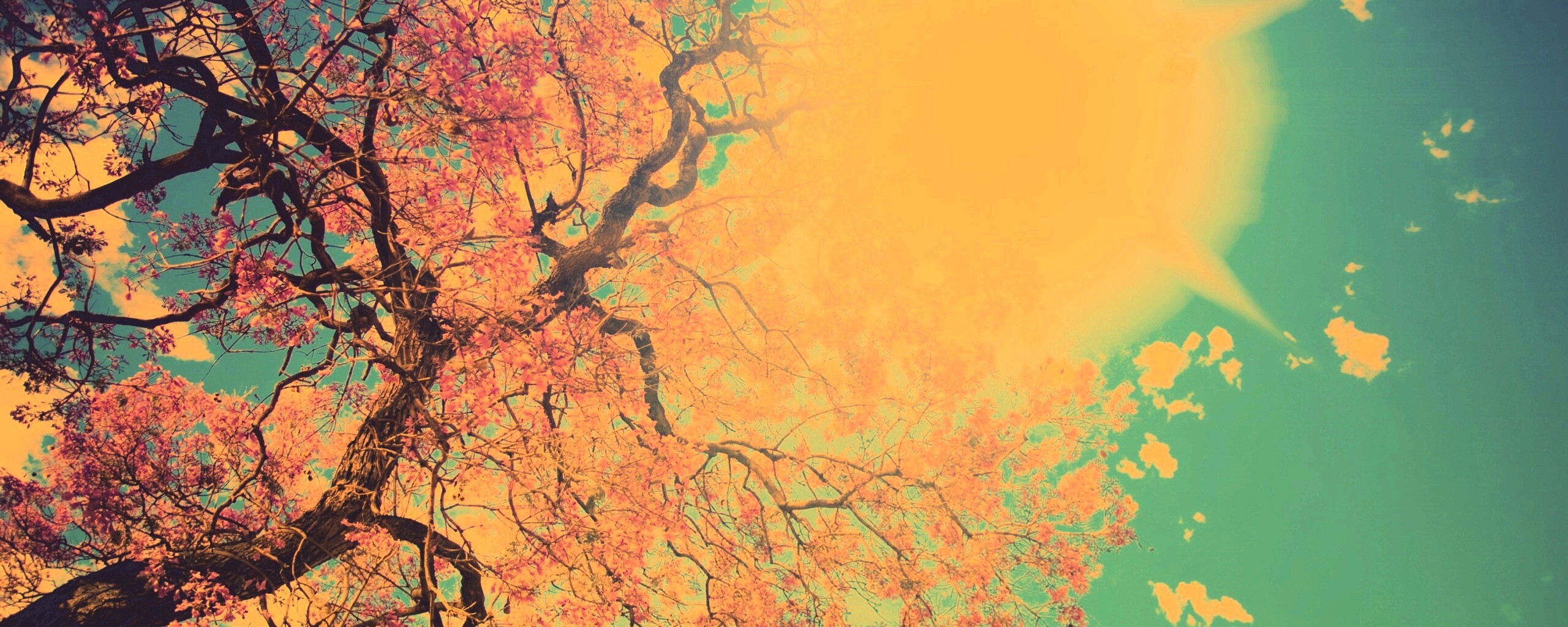 Цветение вишни обои