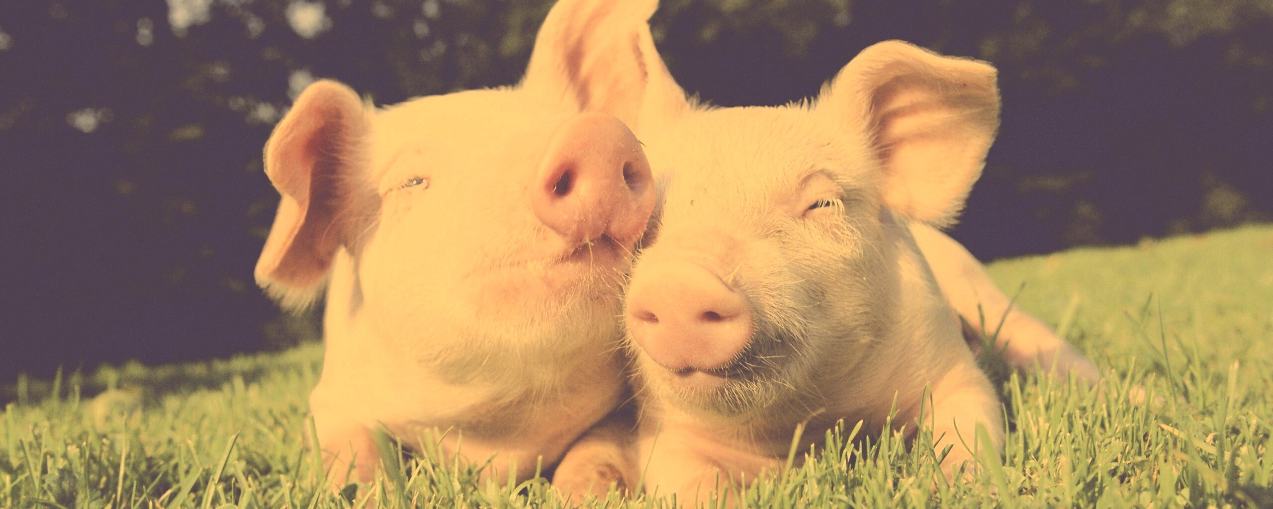 Два поросёнка обои