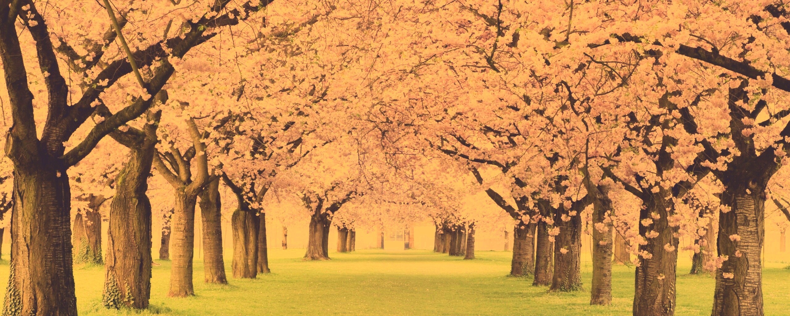 Розовая аллея обои