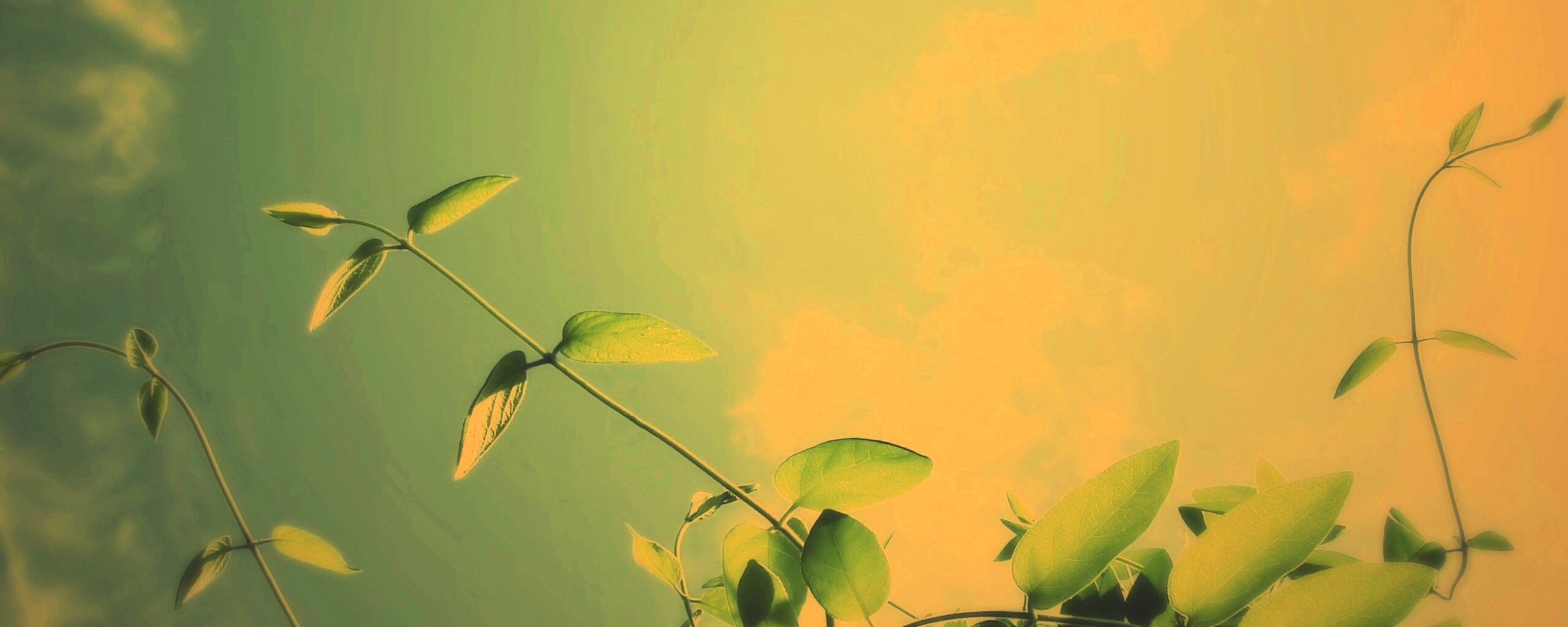 Веточки на фоне неба обои