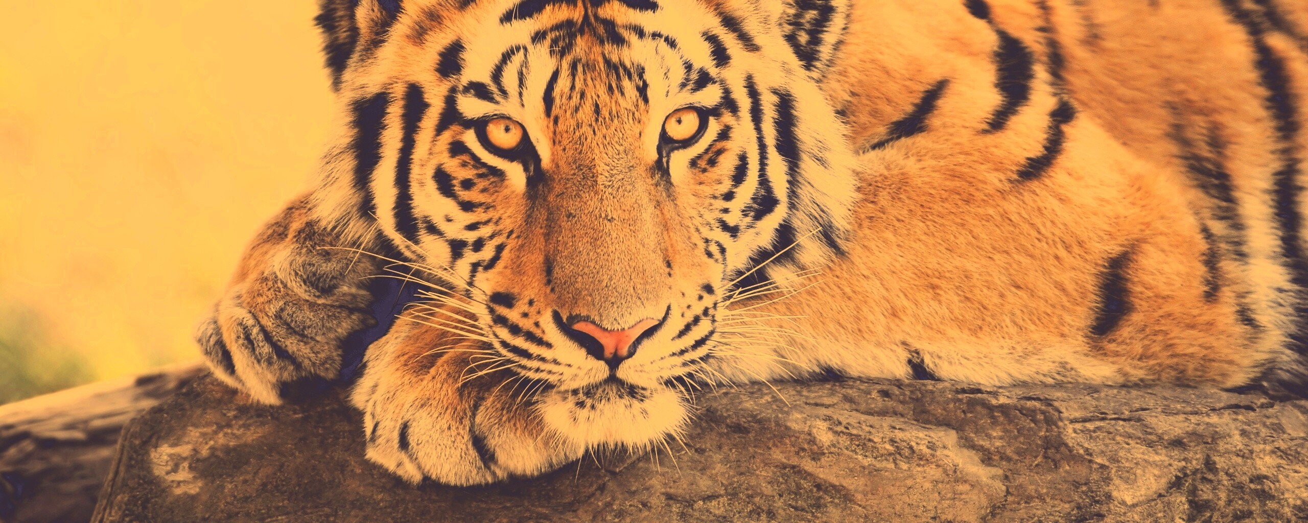 Большая полосатая кошка обои