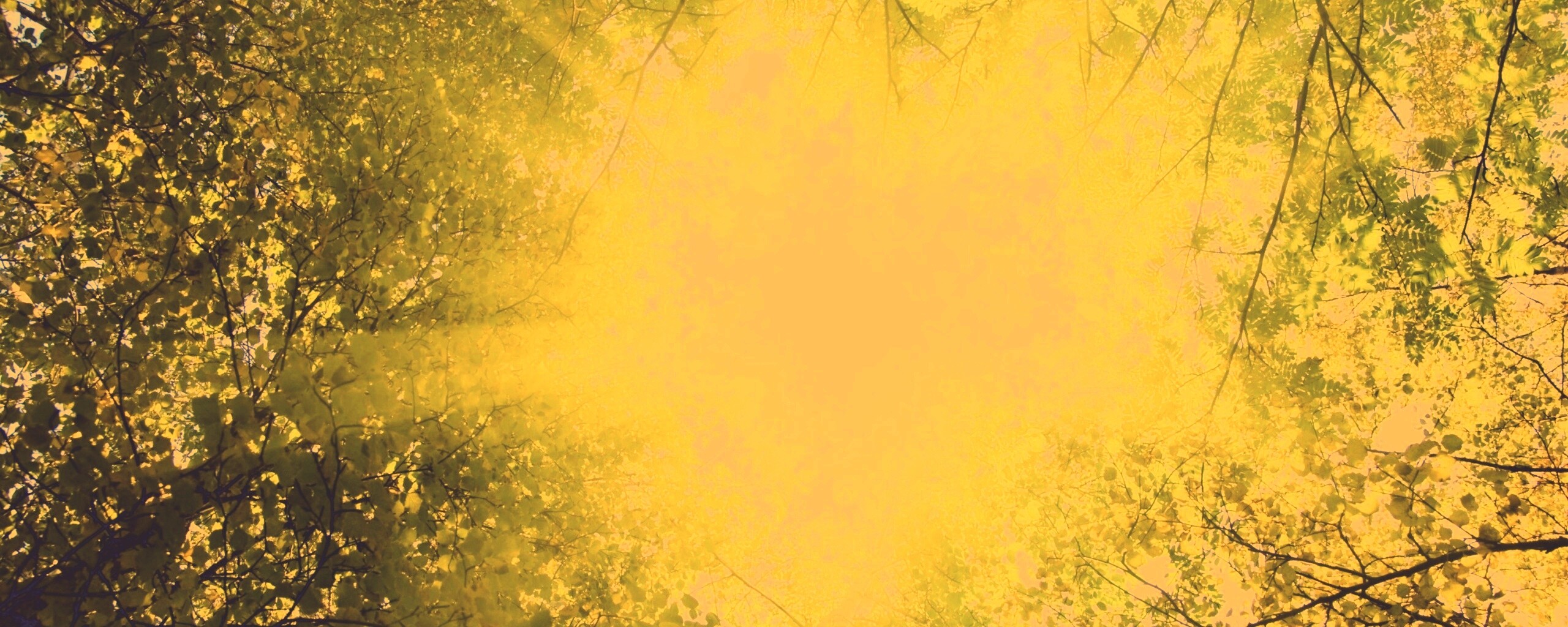 Яркий зеленоватый свет пробивающийся сквозь листву обои