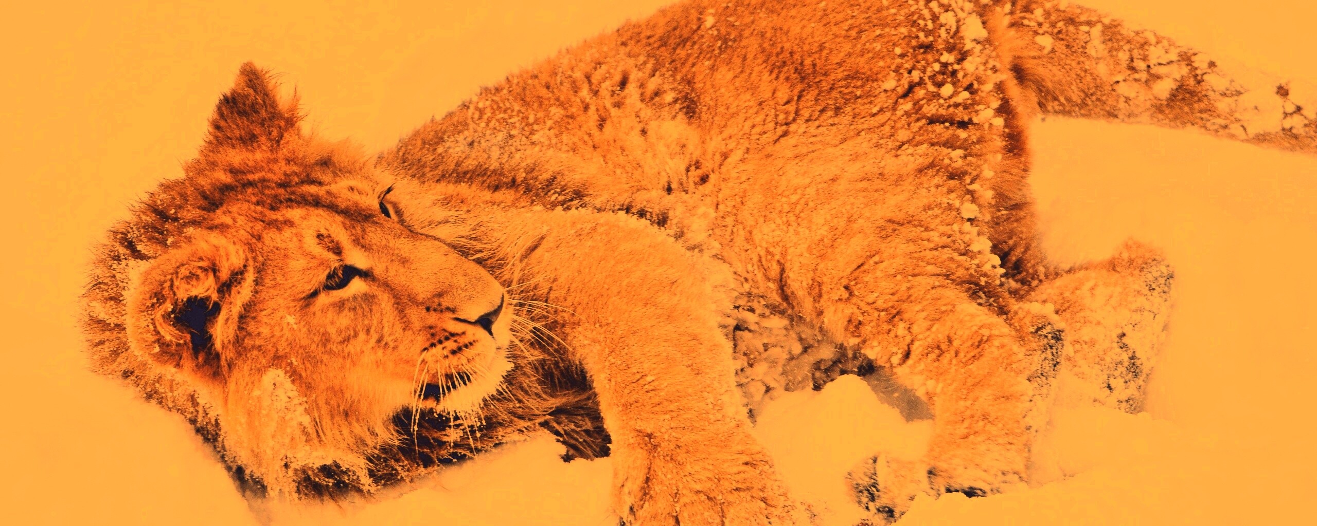 Львёнок в снегу обои