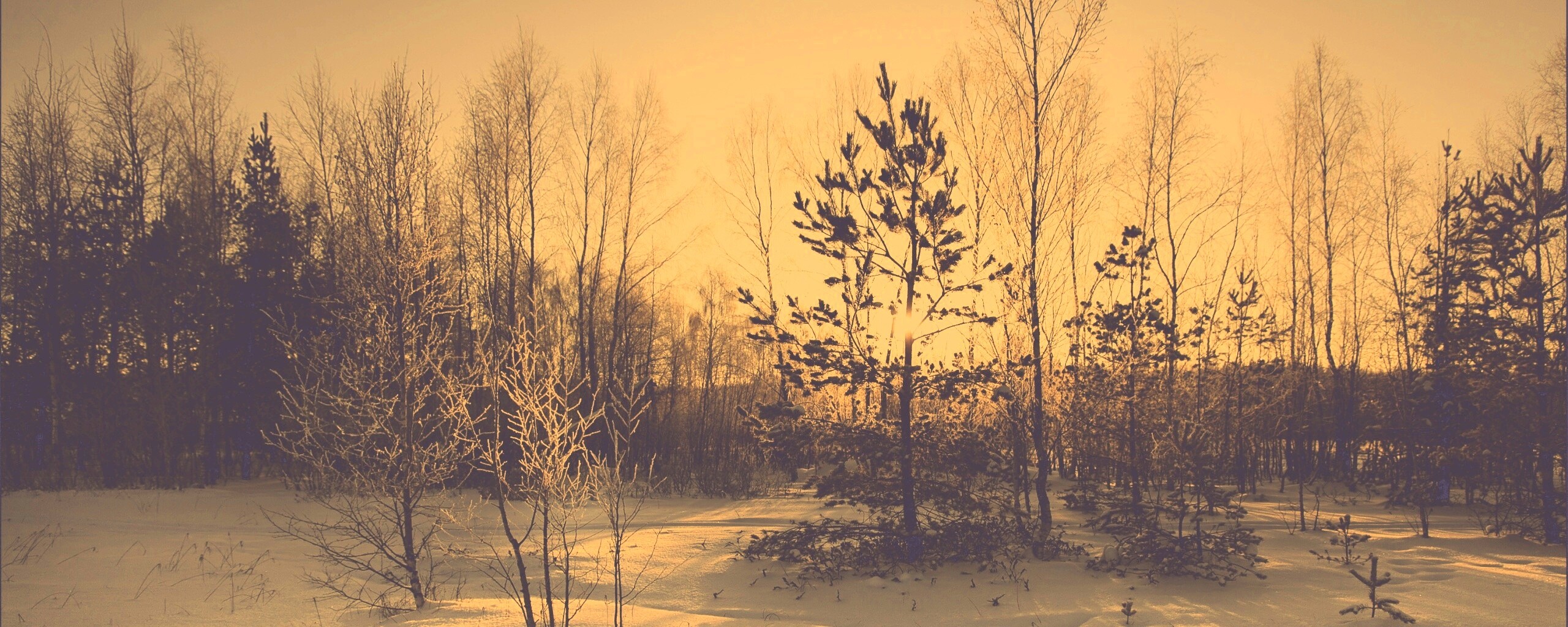 Зимний лес обои