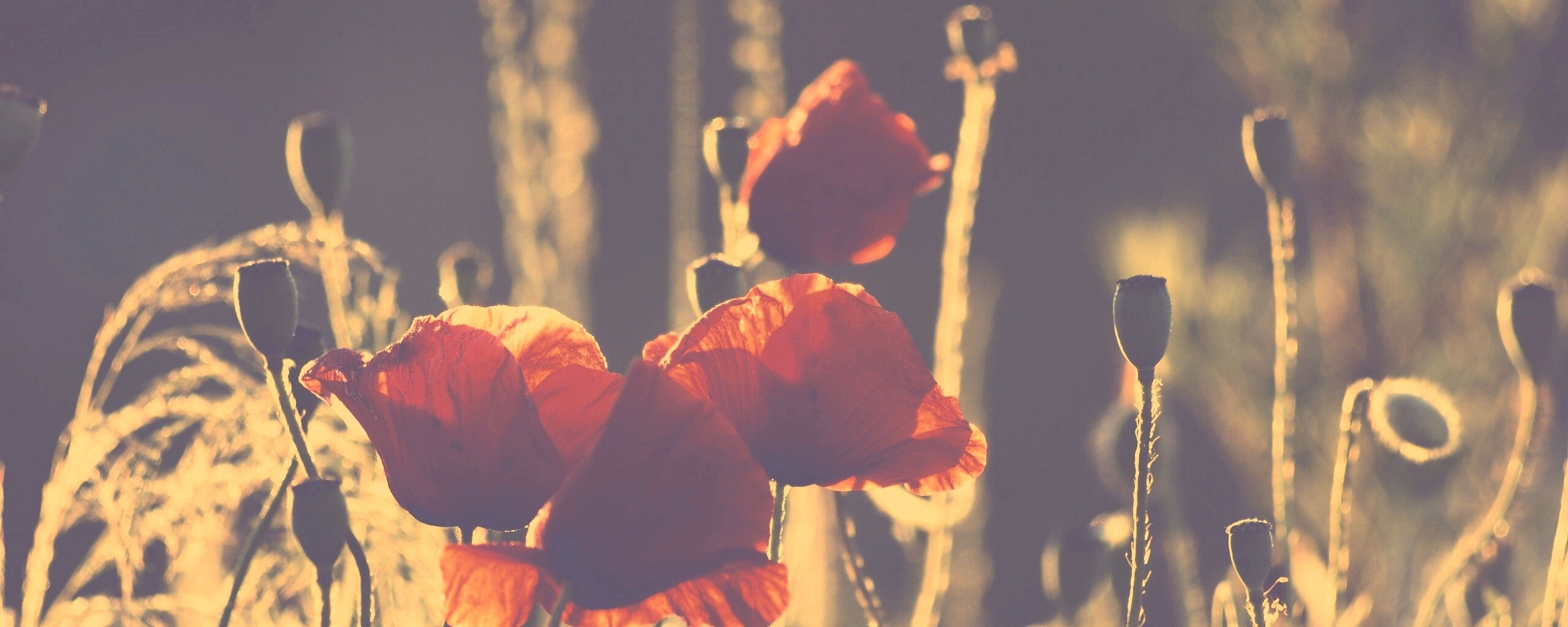 Макро фото мака обои