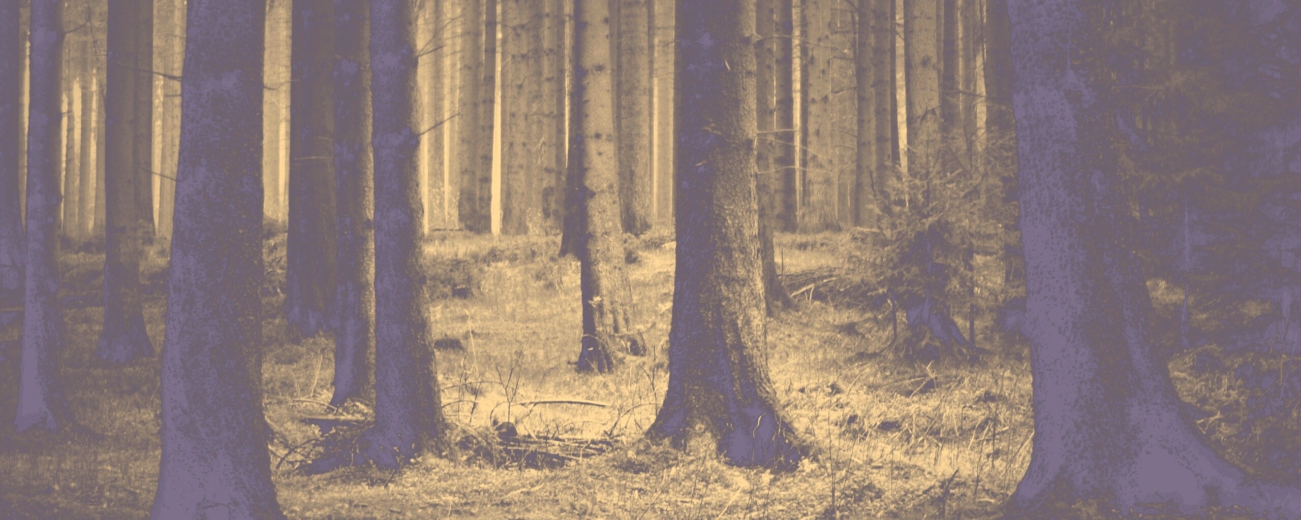 Темный лес обои