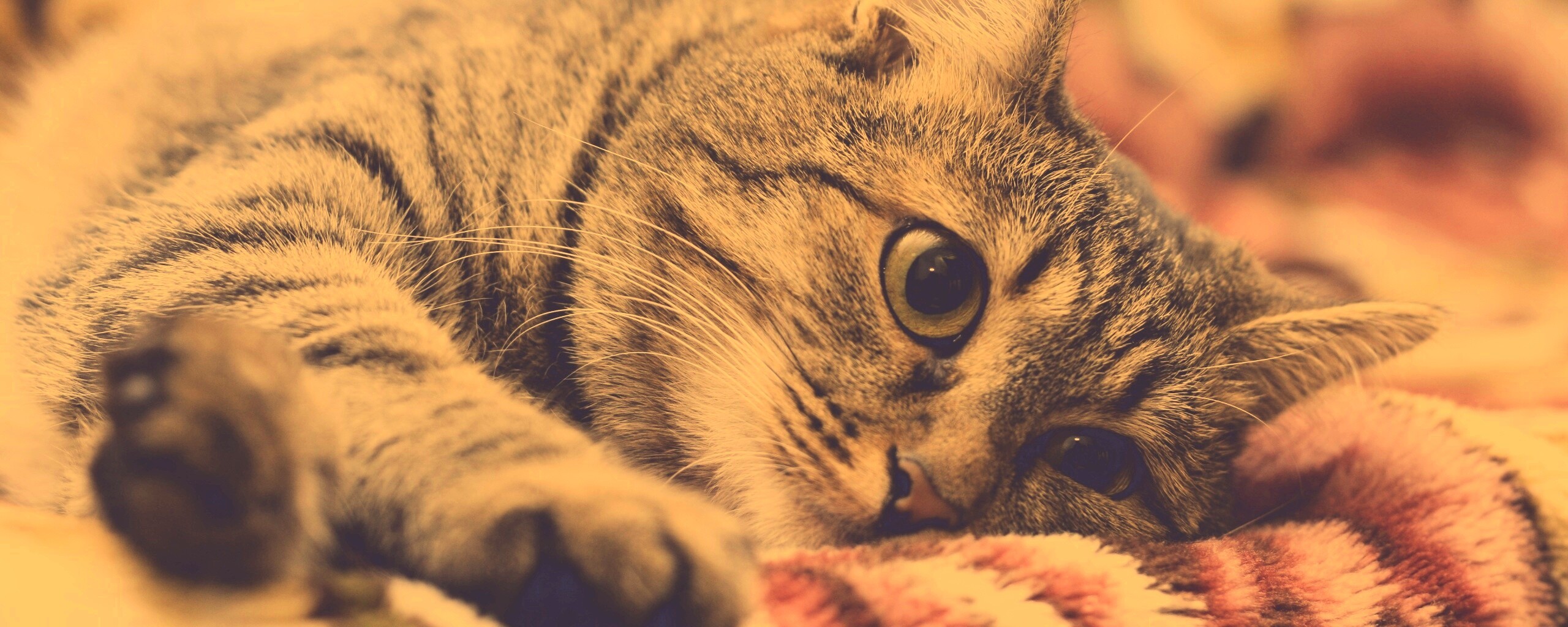 Полосатая кошка обои