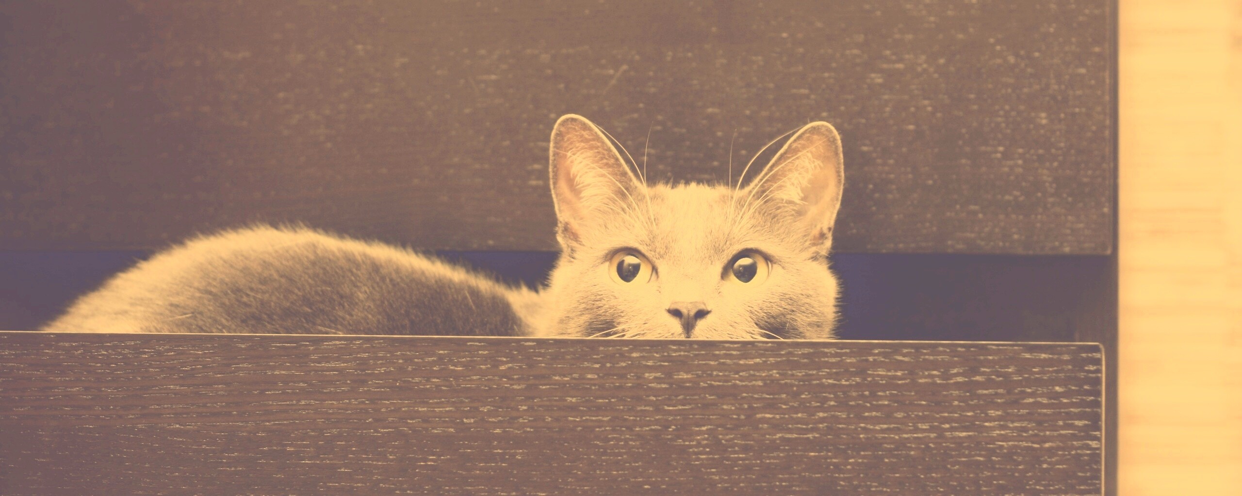 Кот в ящике комода обои