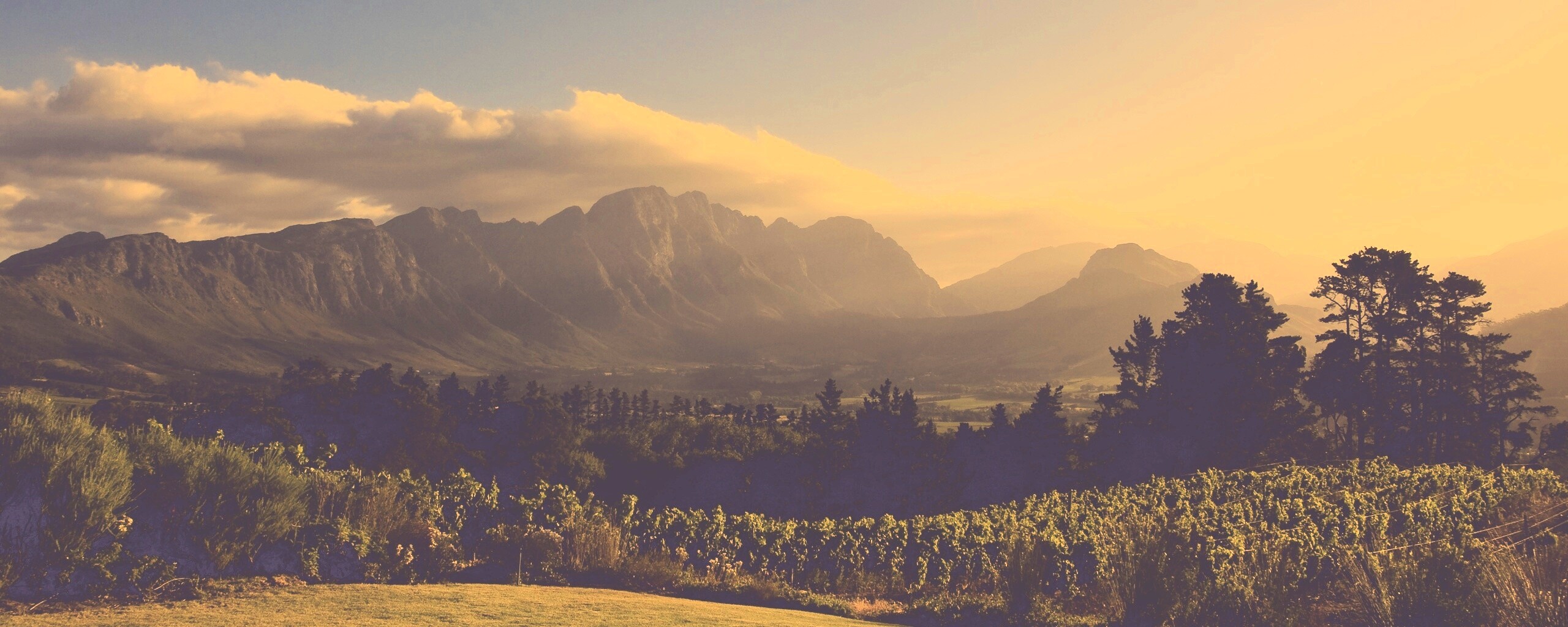 Виноградники в Африке обои