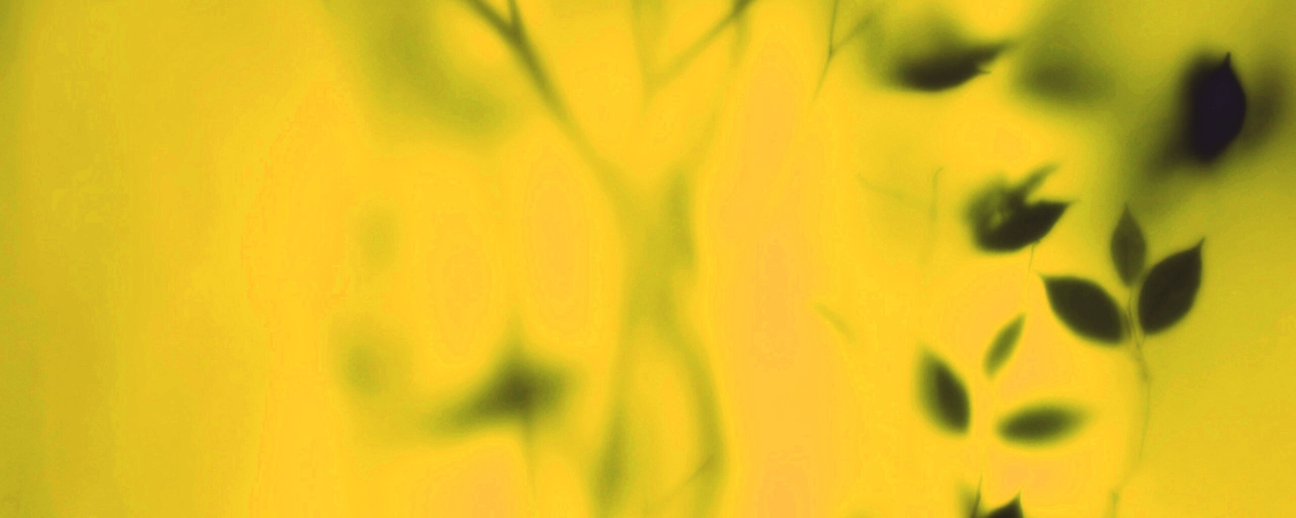 Зелень за стеклом обои