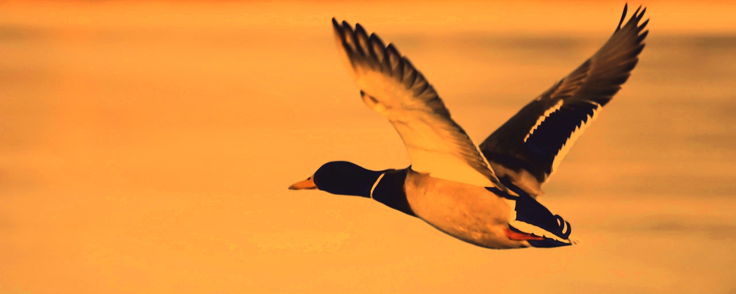 Полёт утки обои