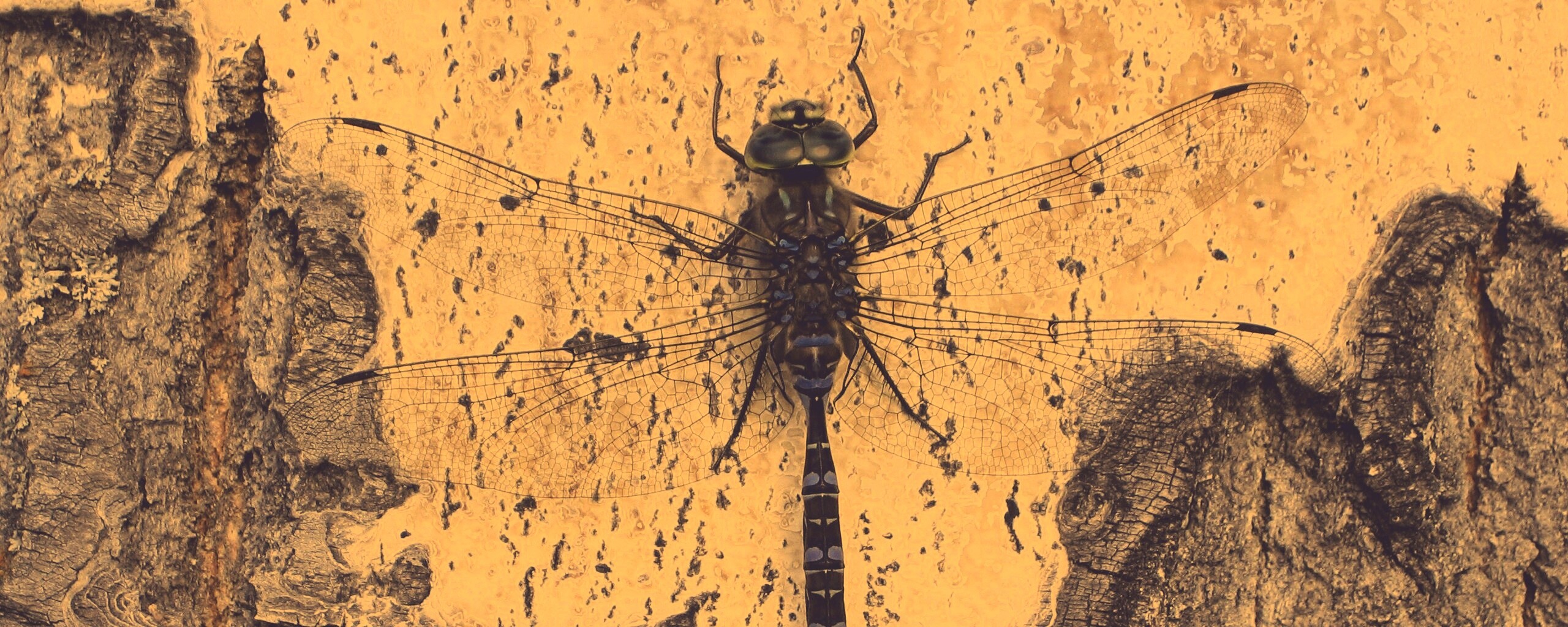 Стрекоза на дереве обои
