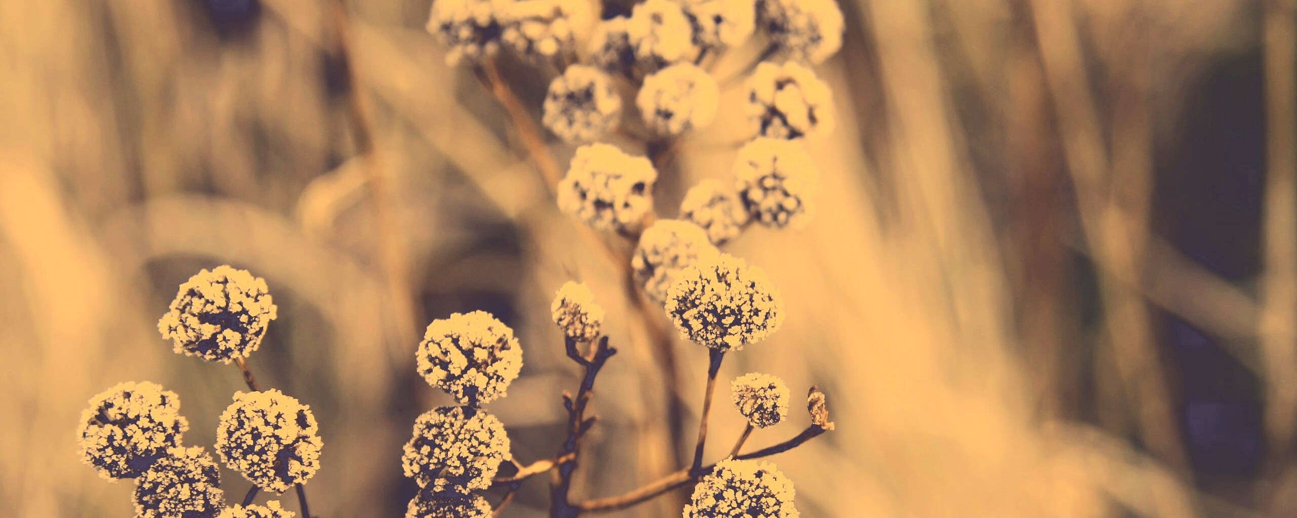 Ледяные цветы обои