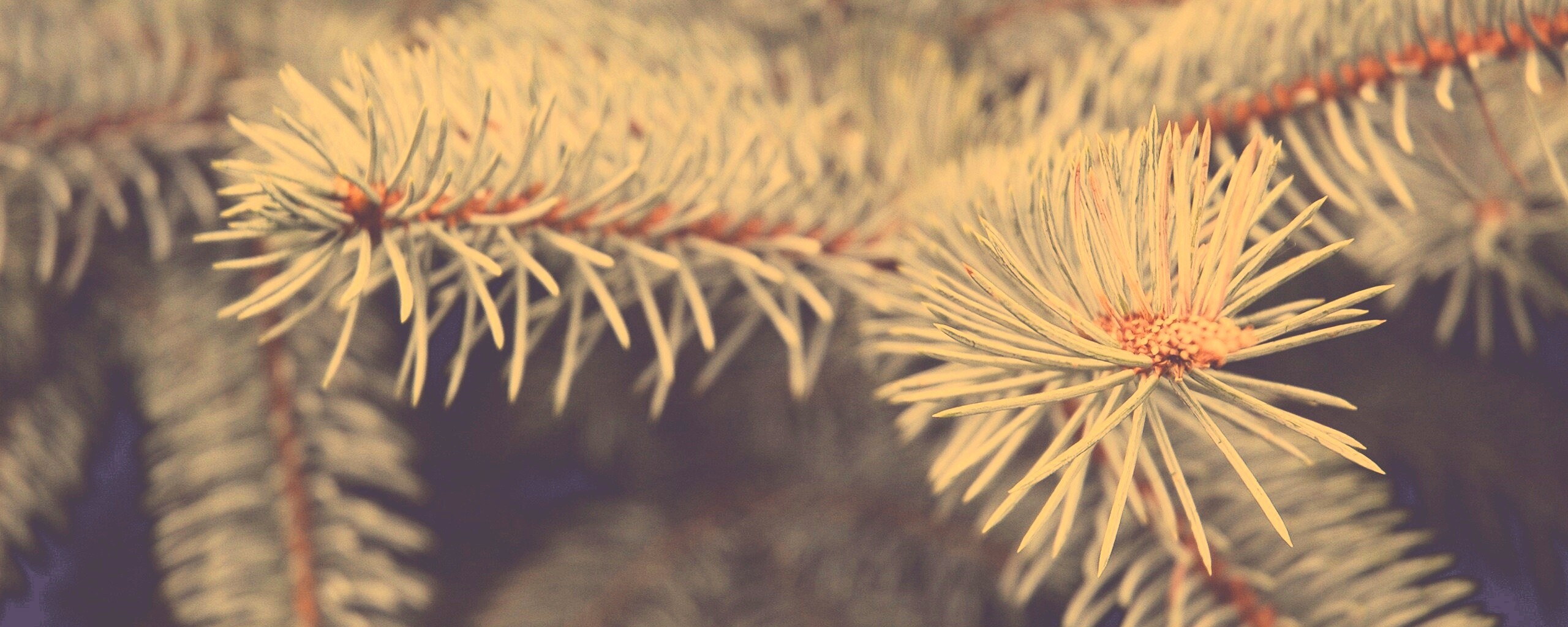 Ветки голубой ели обои