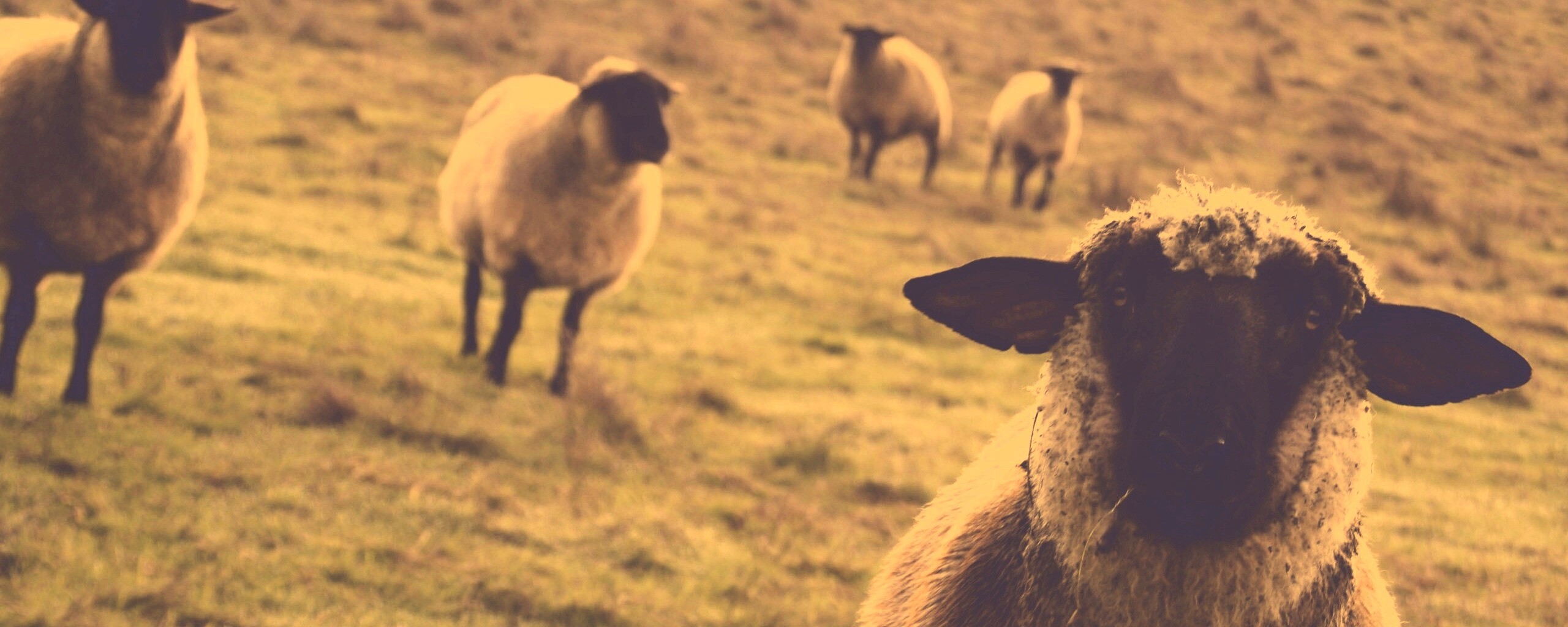 Овцы на пастбище обои